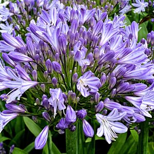 Agapanthus 'Meghans Mauve'