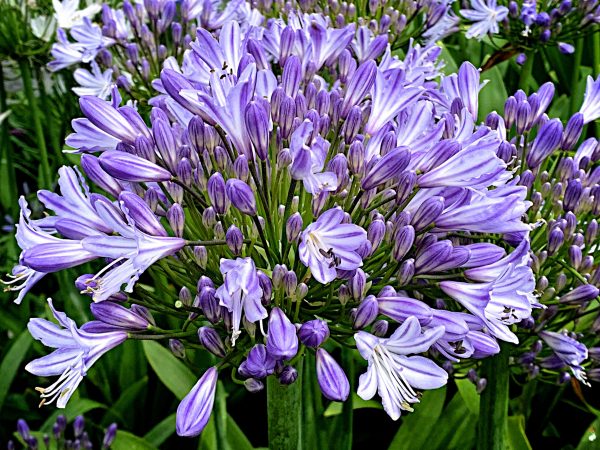 Agapanthus 'Meghans Mauve' | Shop Agapanthus Today | Proctors Nursery