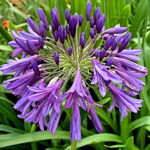 Agapanthus 'Purple Heart'