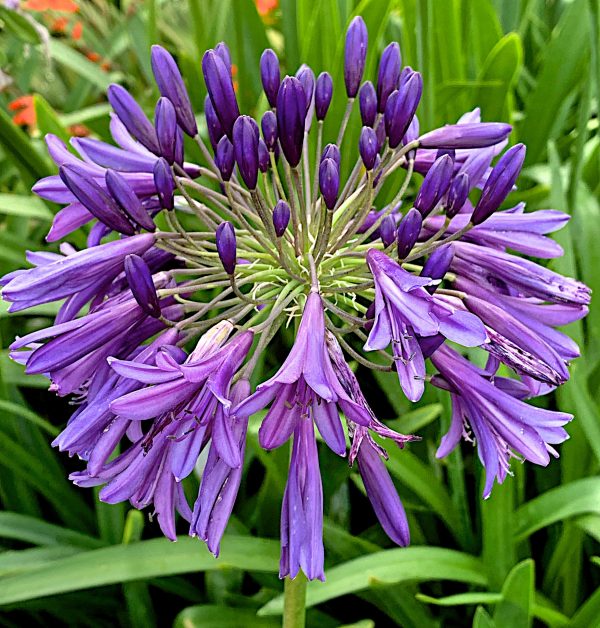 Agapanthus 'Purple Heart'