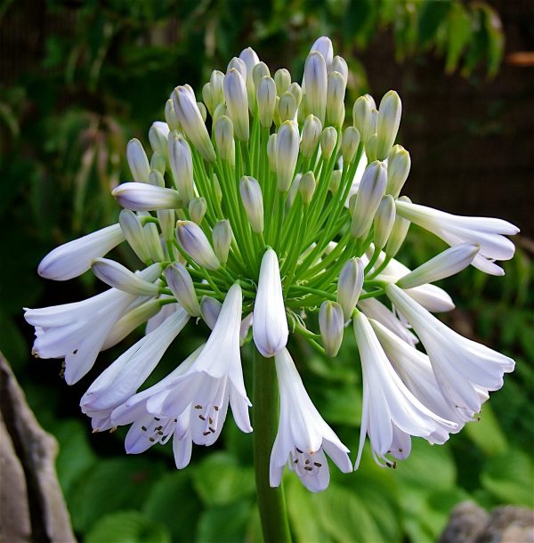 Agapanthus Silver Lining flower 2 Agapanthus 'Silver Lining'