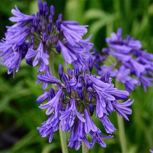 Agapanthus 'Super Star'