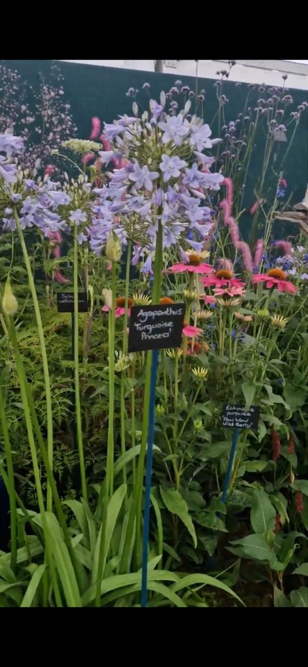 Agapanthus 'Turquoise Princess'