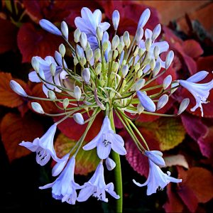 Agapanthus 'Turquoise Princess'
