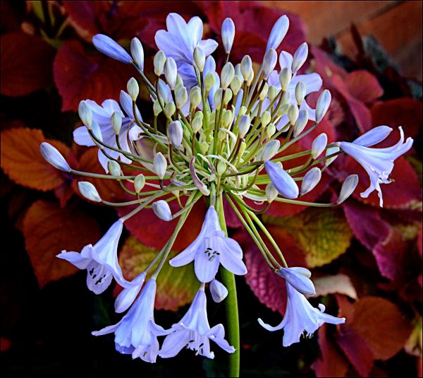 Agapanthus 'Turquoise Princess'
