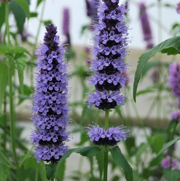 Agastache Black Adder ALKE WEB Agastache 'Black Adder' is a stunning upright perennial