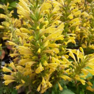 Agastache 'Kudos Yellow'