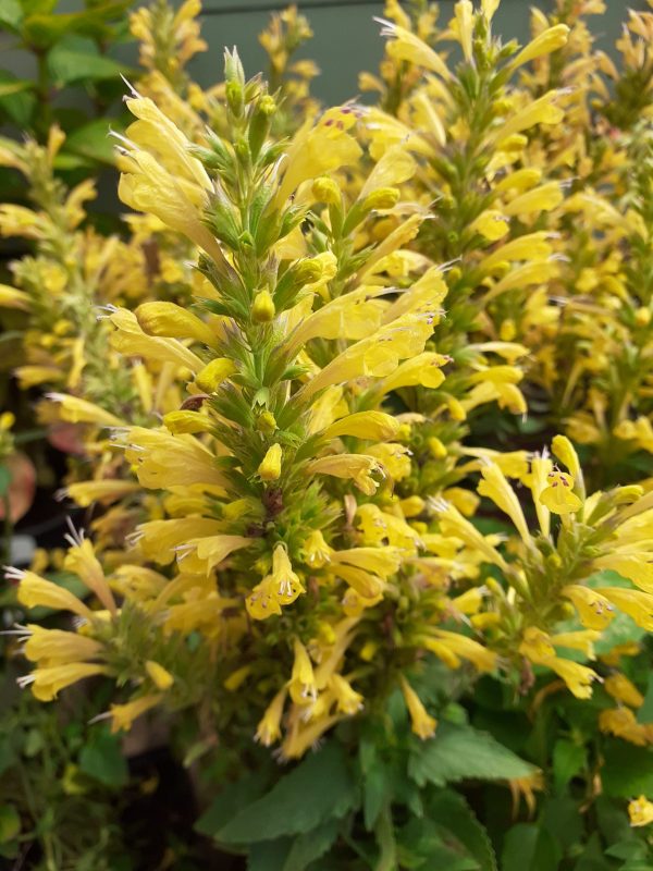 Agastache 'Kudos Yellow'
