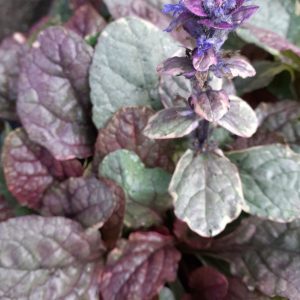 Ajuga reptans 'Burgundy Glow'