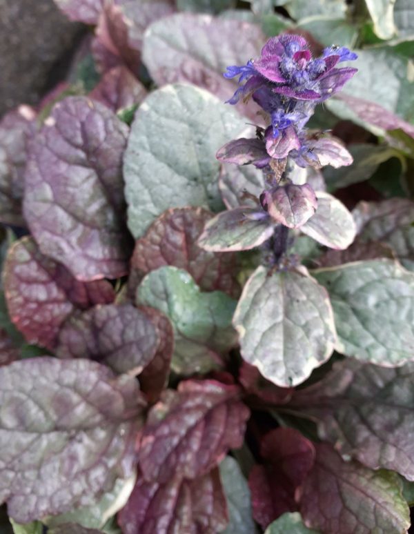 Ajuga Reptans 'Burgundy Glow' | Well Established Ajuga | Proctors Nursery