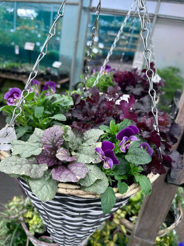 Ajuga reptans 'Burgundy Glow' Ajuga reptans 'Burgundy Glow'