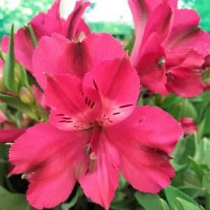Alstroemeria Inticancha 'Machu'