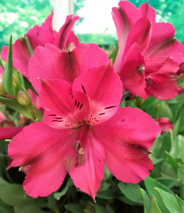 Alstroemeria Inticancha Machu WEB Alstroemeria Inticancha 'Machu'