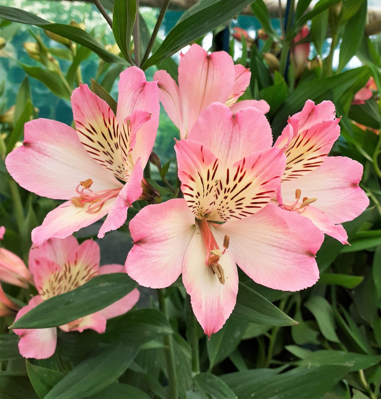 Alstroemeria Summer Paradise Collection 'Summer Break'