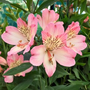 Alstroemeria Summer Break