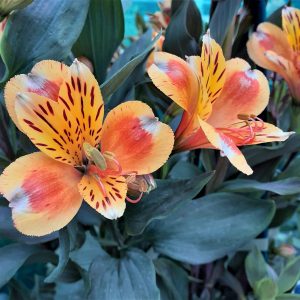 Alstroemeria Summer Paradise Collection 'Summer Breeze'