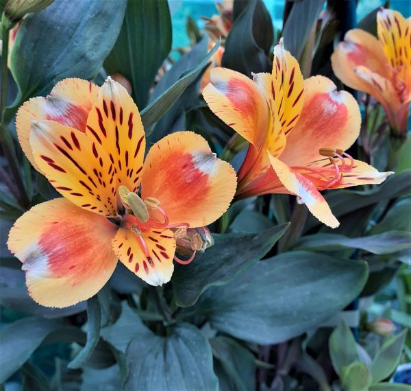 Alstroemeria Summer Breeze WEB Alstroemeria Summer Paradise Collection 'Summer Breeze'