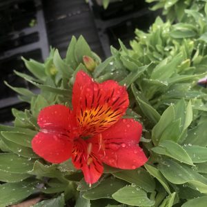 Alstroemeria 'Little Miss Vanessa'