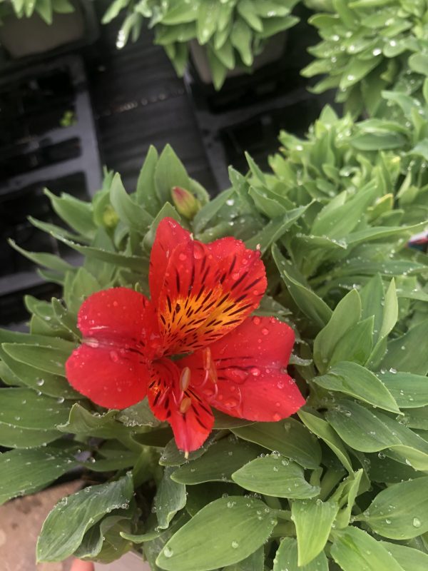 Alstroemeria 'Little Miss Vanessa'