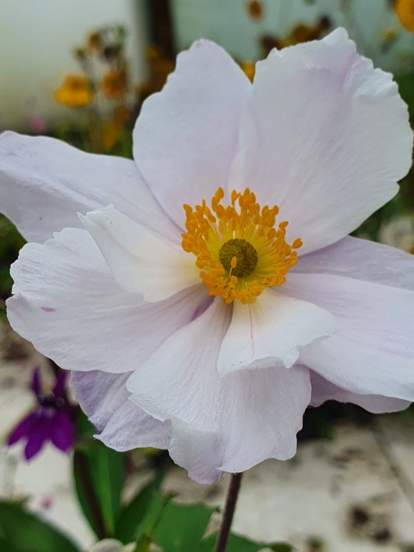 Anemone 'Dreaming Swan'