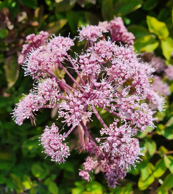 Angelica sylvestris 'Vicar's Mead'