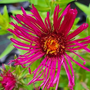 Aster novae-angliae 'James Ritchie'