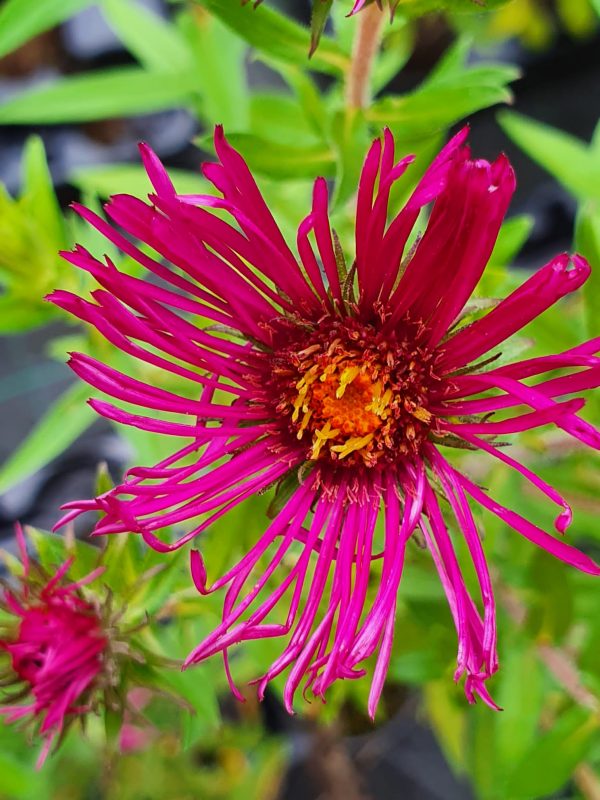 Aster novae-angliae 'James Ritchie'