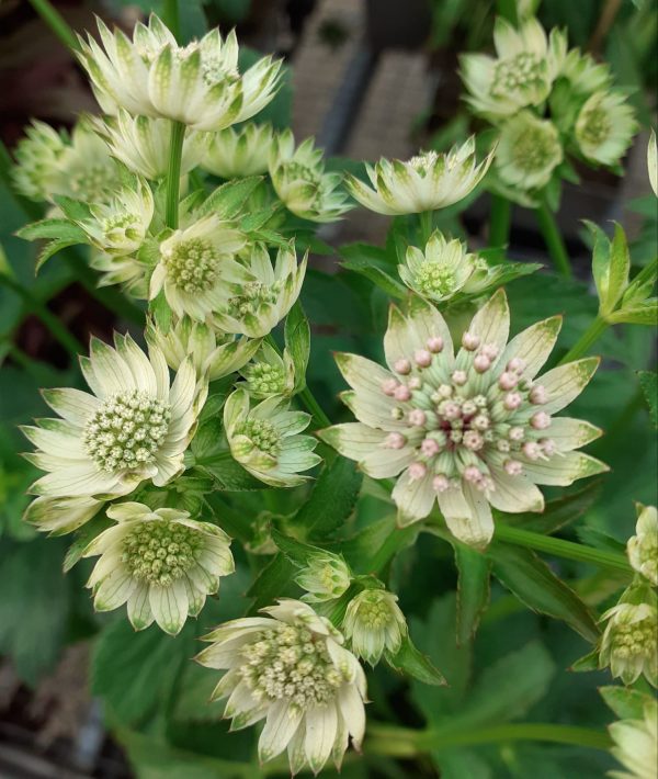 Astrantia Star of Billion Astrantia major 'Star of Billion'