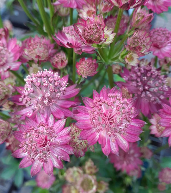 Astrantia Venice Astrantia Major 'Venice'