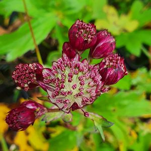 Astrantia major 'Star of Passion'