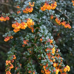 Berberis darwinii ‘Compacta’