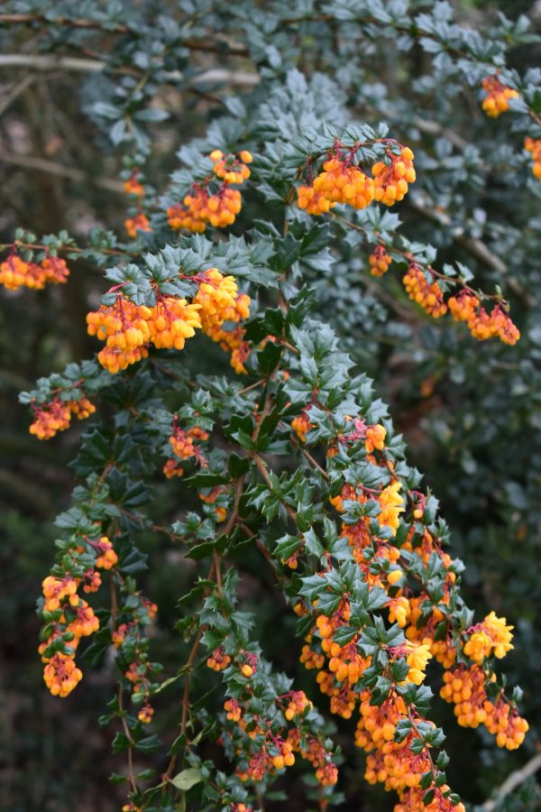 Berberis darwinii ‘Compacta’