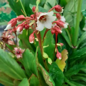 Bergenia 'Fire and Ice'