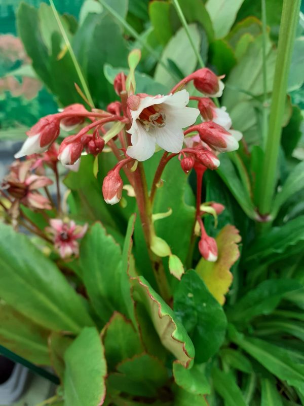 Berginia Fire and Ice Bergenia 'Fire and Ice'