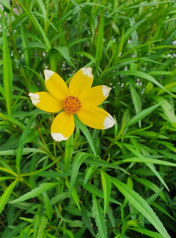 Boleus Lemon Queen 2 Boleus 'Lemon Queen'