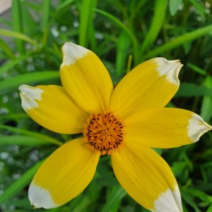 Boleus 'Lemon Queen'