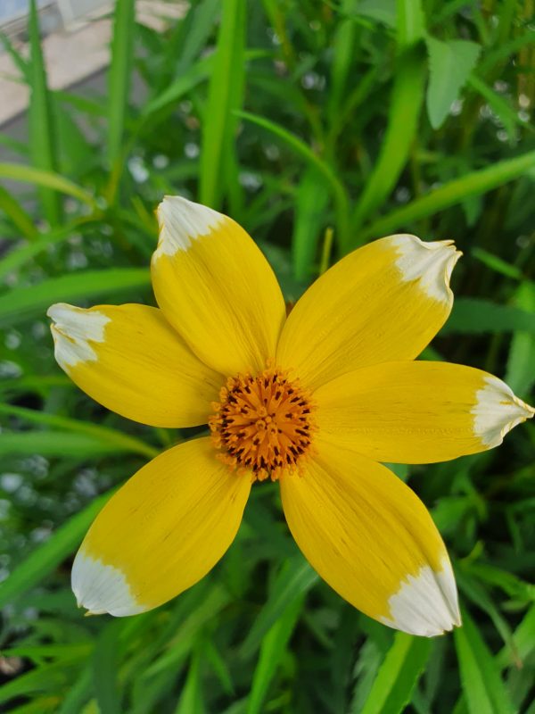 Boleus Lemon Queen Boleus 'Lemon Queen'