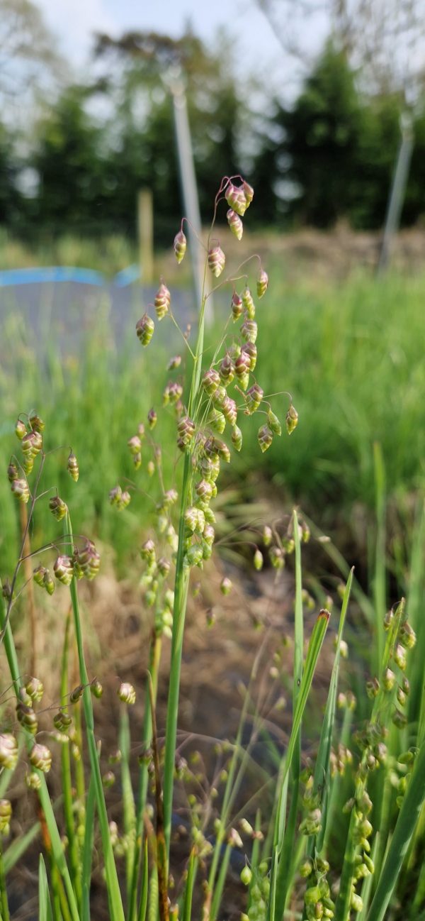 Briza media Briza media