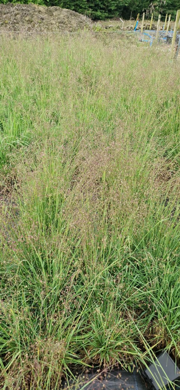 Briza media2 Briza media