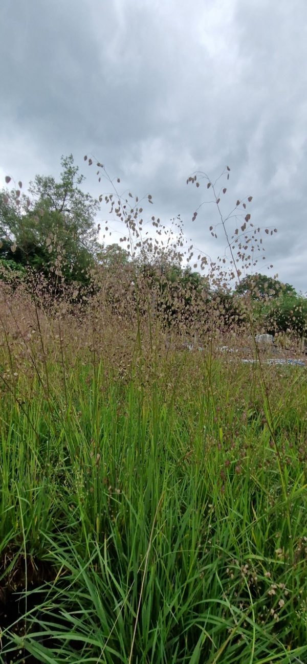 Briza media3 Flowerheads are a mass of tiny nodding lockets on wiry stems, purple tinted at first, later becoming straw coloured.