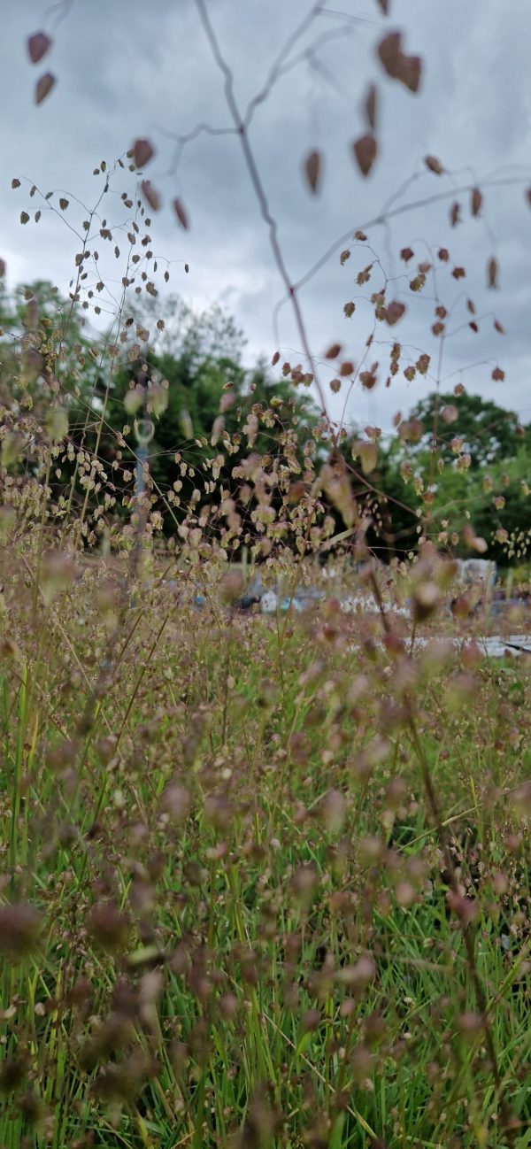 Briza media4 Briza media