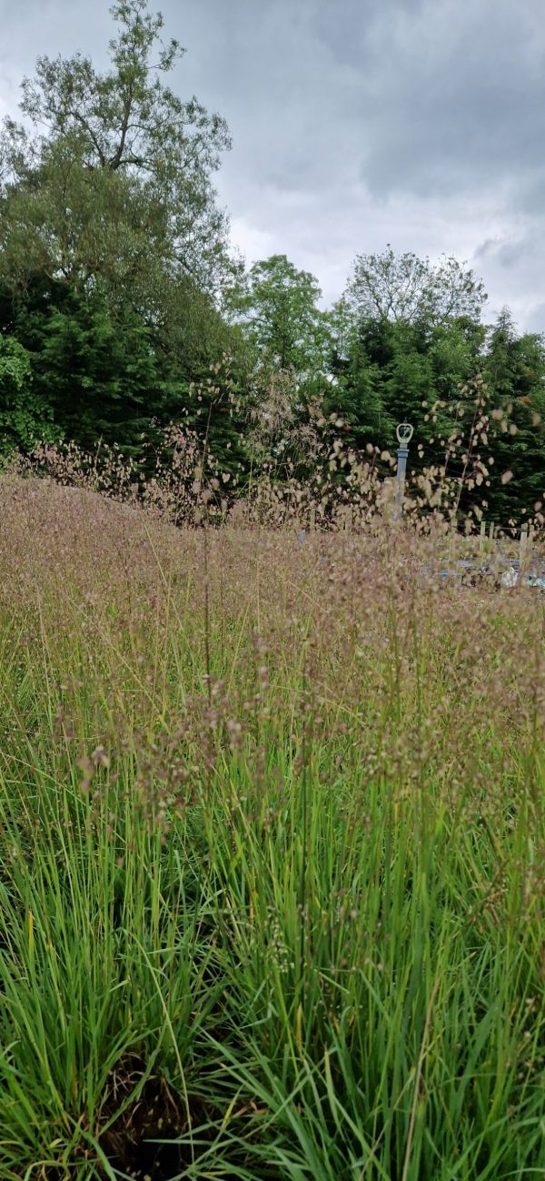 Briza media5 Perennial grass with grey-green leaves.