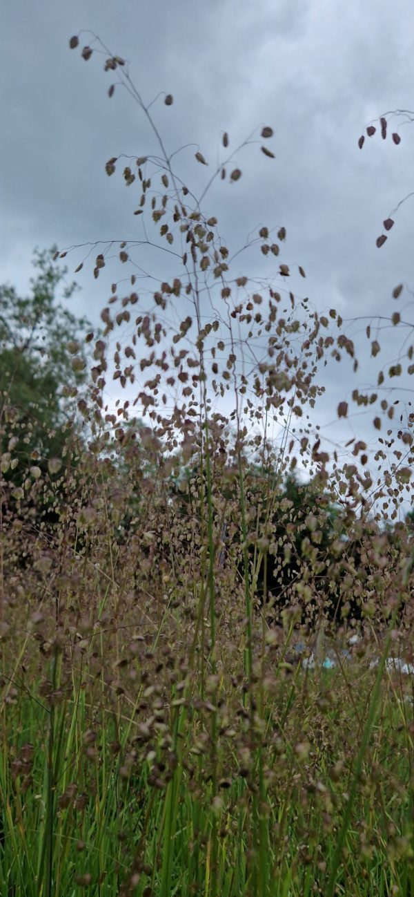 Briza media6 Lesser Quaking Grass.