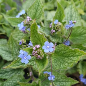 Brunnera macrophylla 'Alexanders Great'