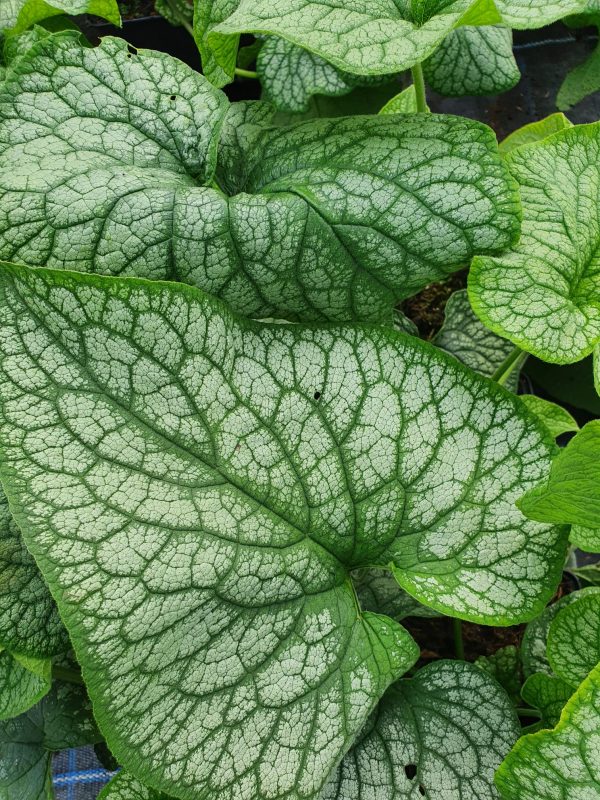 Brunnera macrophylla 'Alexanders Great'