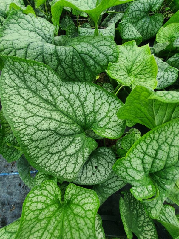 Brunnera macrophylla 'Alexanders Great'