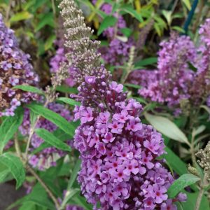 Buddleja Buzz 'Lavender'