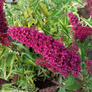 Buddleja Buzz 'Velvet'