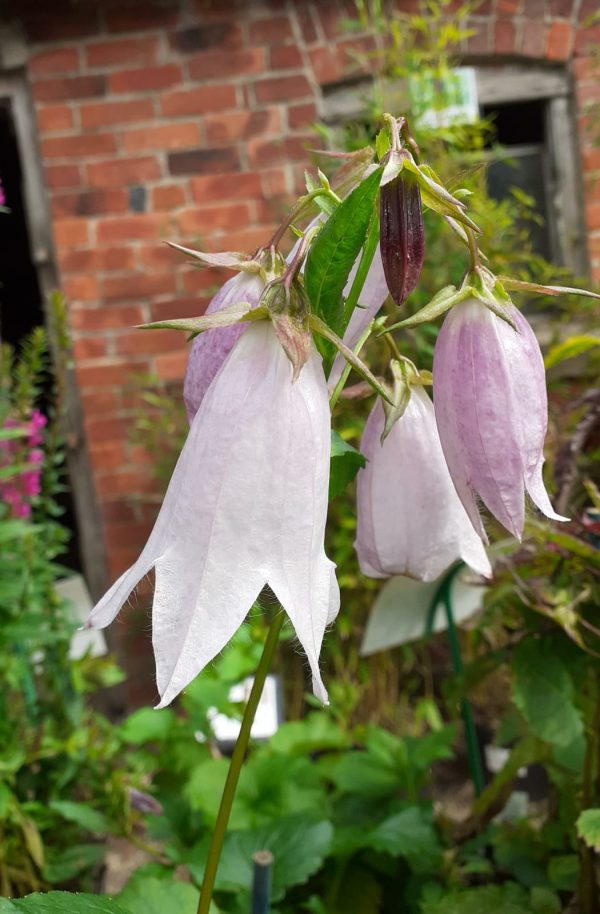 Campanula Iridescent Bells Campanula 'Iridescent Bells'