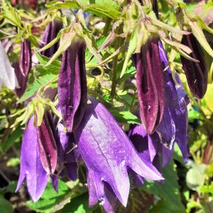 Campanula 'Sarastro'
